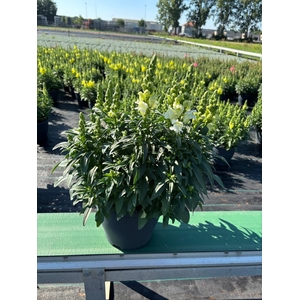 Antirrhinum  'FloriniDiana Yellow'