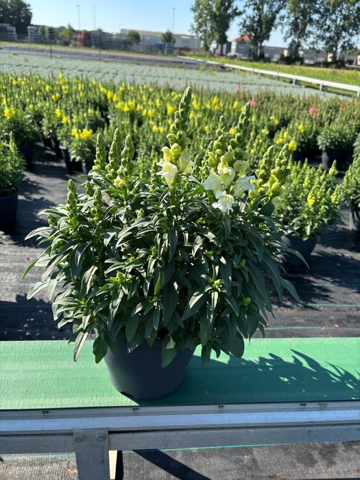 <h4>Antirrhinum  'FloriniDiana Yellow'</h4>