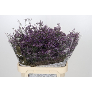 Limonium ov Safora Dark Blue