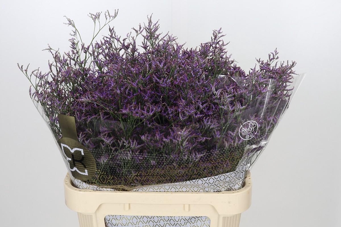 <h4>Limonium ov Safora Dark Blue</h4>