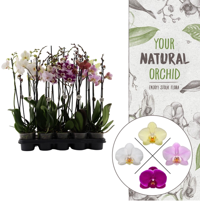 <h4>Your Natural Orchid | Mix 65cm 18+ | Phalaenopsis 2 spike</h4>