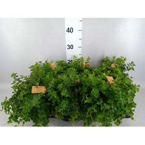 Peperomia rotundifolia