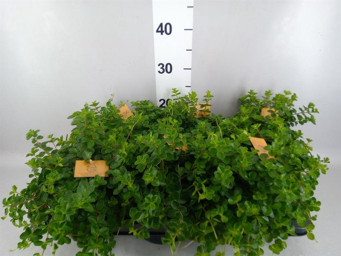 <h4>Peperomia rotundifolia</h4>