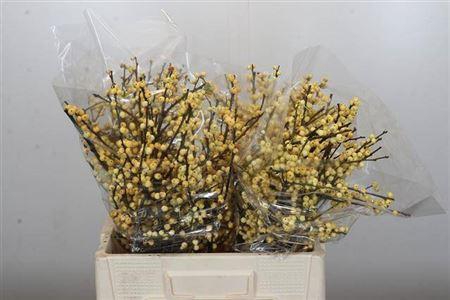 <h4>Ilex Citronella</h4>