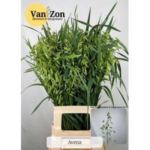 AVENA STERILIS
