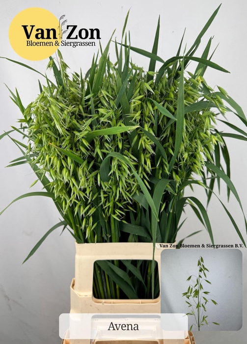 <h4>AVENA STERILIS</h4>