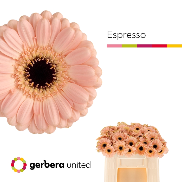 <h4>Germini Espresso Water</h4>