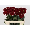 Dahlia Red Fox