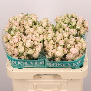 R TR SAHARA ROSEVER