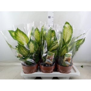 Dieffenbachia  'Camilla'