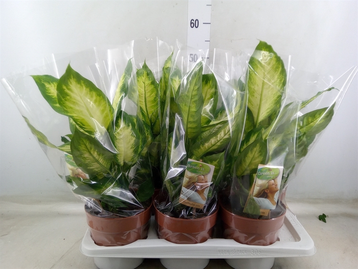 <h4>Dieffenbachia  'Camilla'</h4>