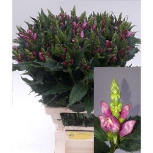 Chelone obliqua
