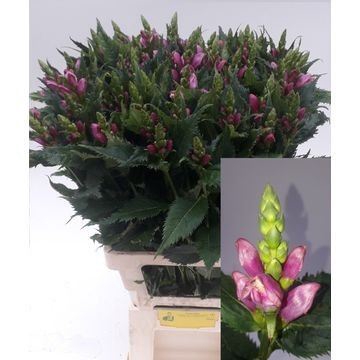<h4>Chelone obliqua</h4>