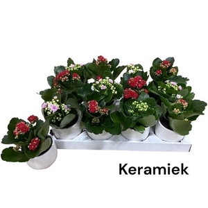 ARR KALANCHOE