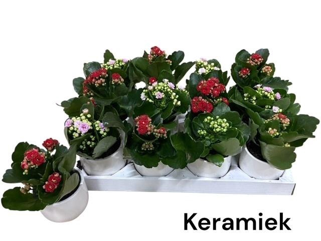 <h4>ARR KALANCHOE</h4>