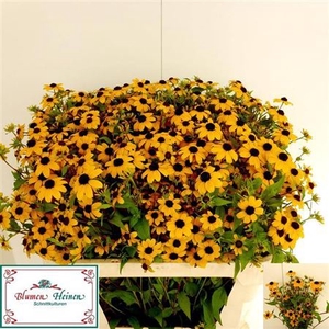 Echinacea Nitida