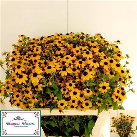 <h4>Echinacea Nitida</h4>