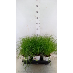 Cyperus alternifolius 'Zumula'