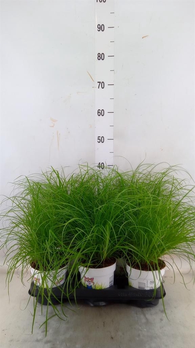 <h4>Cyperus alternifolius 'Zumula'</h4>