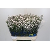 Aster White Gypsy