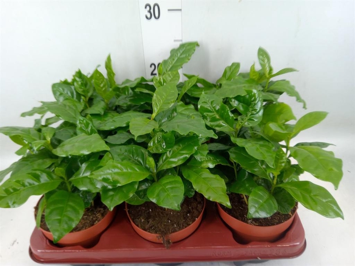 <h4>Coffea arabica</h4>