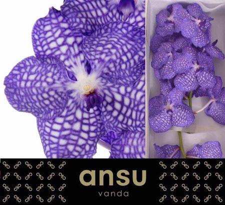<h4>Vanda Kan China Blue</h4>