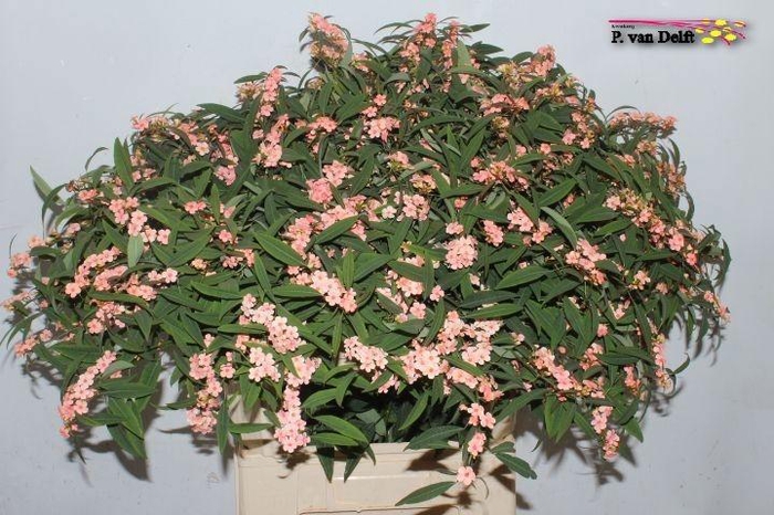 <h4>EUPH F T PINK BARON</h4>