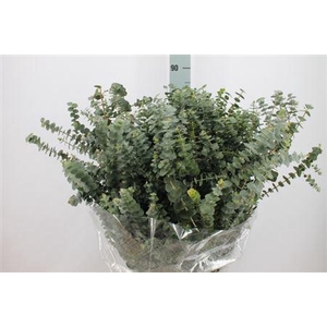 Euca Baby Blue Lang 400gr