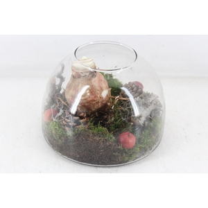 arr4 Amaryllis MB - Glas cupola 401/2 RD