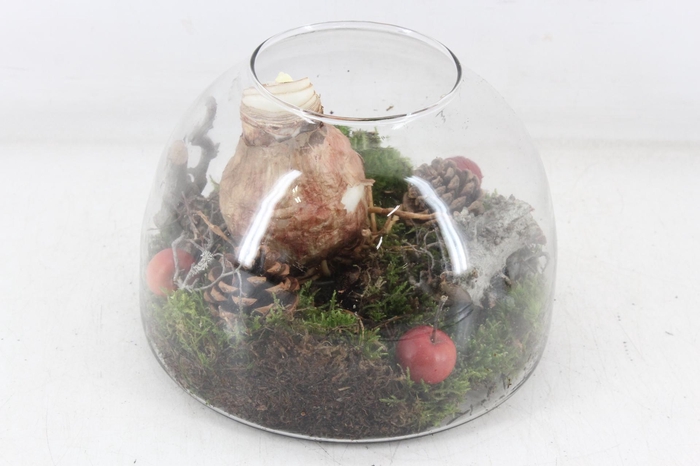 <h4>arr4 Amaryllis MB - Glas cupola 401/2 RD</h4>