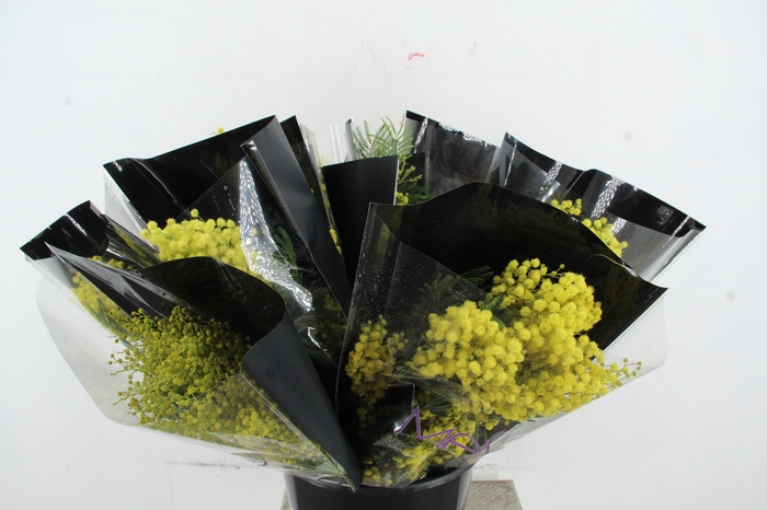 ACACIA MIMOSA MIRANDOL 150GR