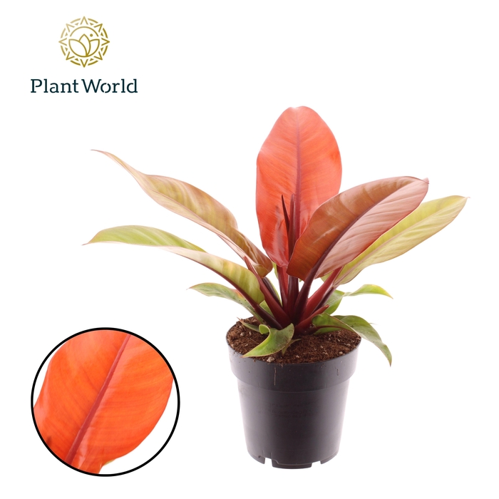 <h4>Philodendron Prince of Orange</h4>