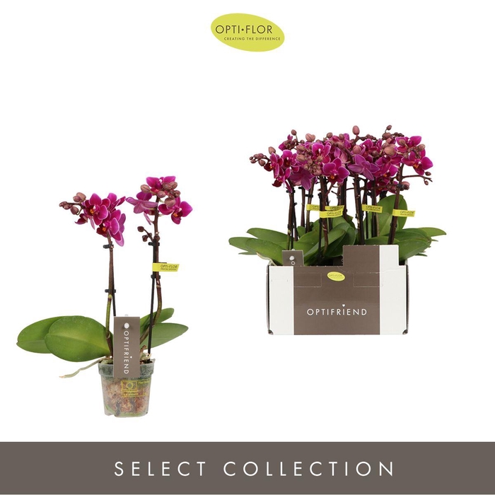 <h4>Phalaenopsis multi.   ...lilac</h4>