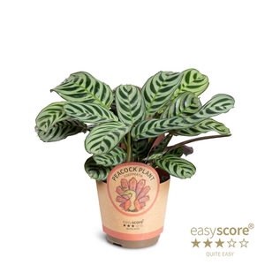 CALATHEA SPECIES