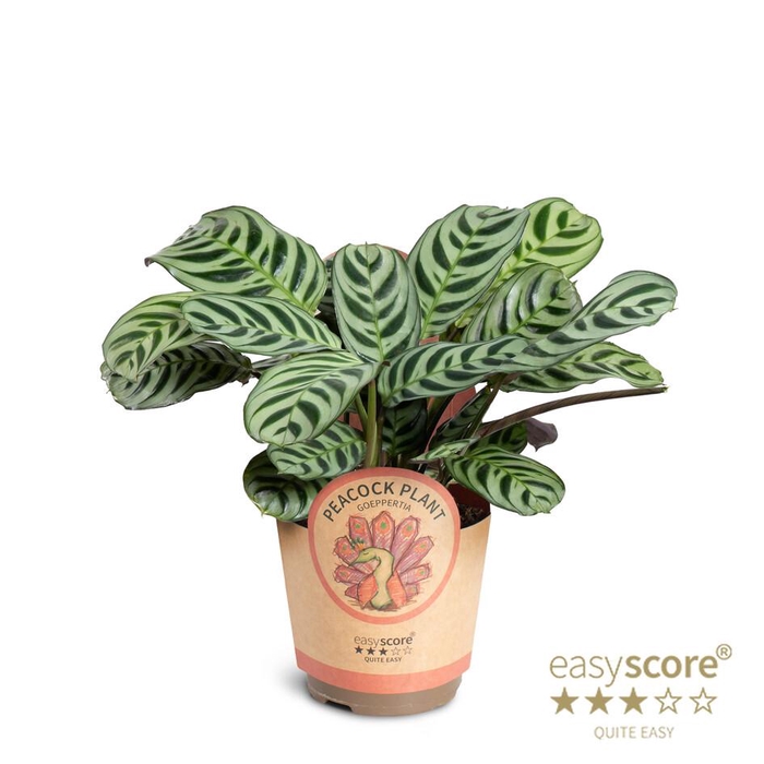 <h4>CALATHEA SPECIES</h4>