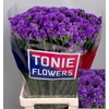 Limonium sinuatum 'Crystal Dk Blue'