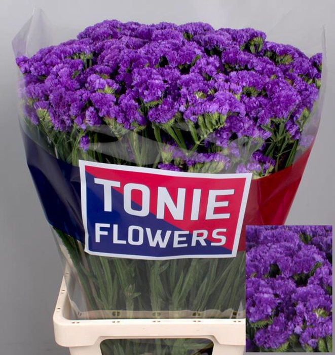 <h4>Limonium sinuatum 'Crystal Dk Blue'</h4>
