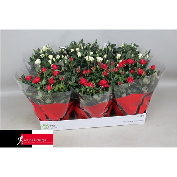 <h4>Rosa Kordana Schaal 3 rood, 3 wit</h4>