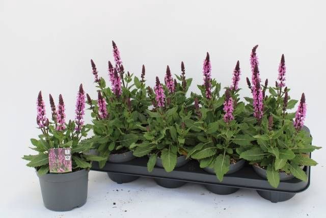 <h4>SALVIA NE MIDNIGH RS</h4>
