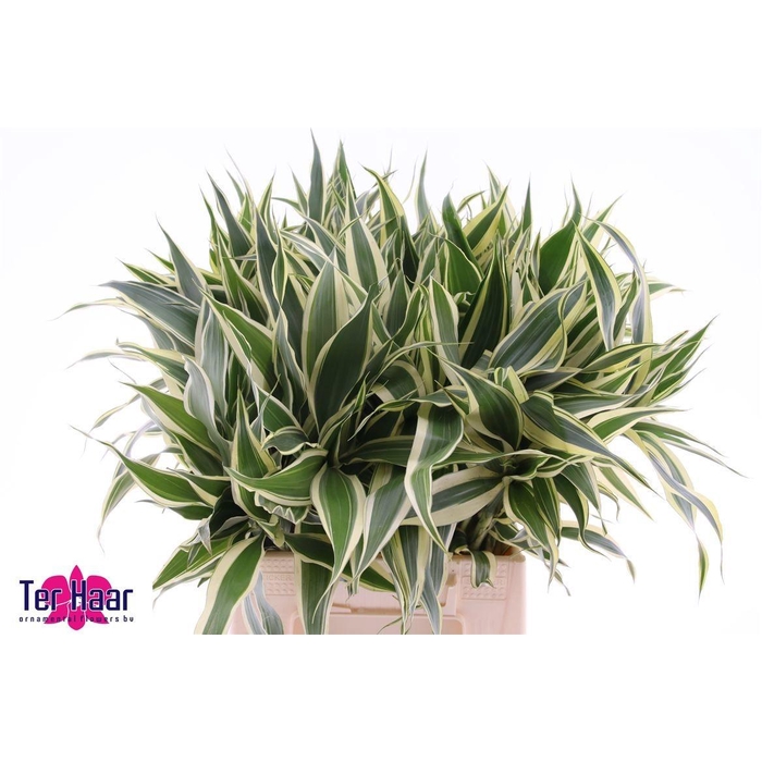 <h4>DRAC SANDERIANA</h4>