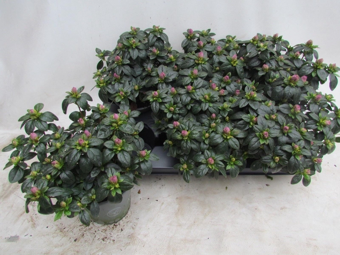 <h4>RHODO SI TOSH PARIS</h4>