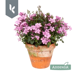 Campanula Ambella Pink in terracotta