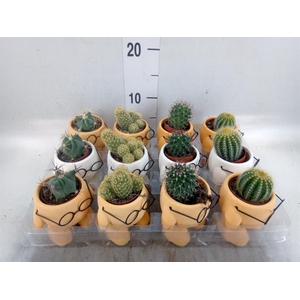 Cactus   ...mix