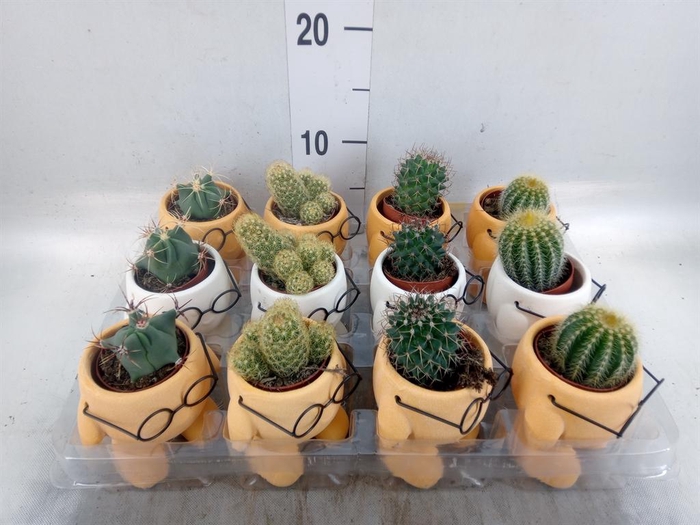 <h4>Cactus   ...mix</h4>