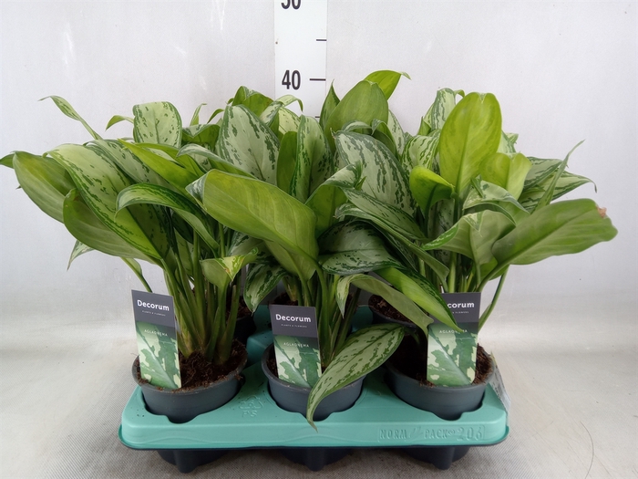 <h4>Aglaonema  'Maria Christina'</h4>