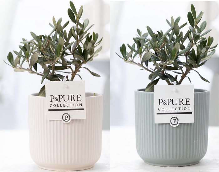 <h4>Olea Europaea Keramiek Sophie</h4>