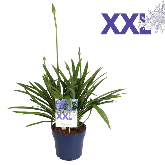 <h4>Agapanthus blauw pot 27 Eydori grootbl. knopen boven gewas</h4>