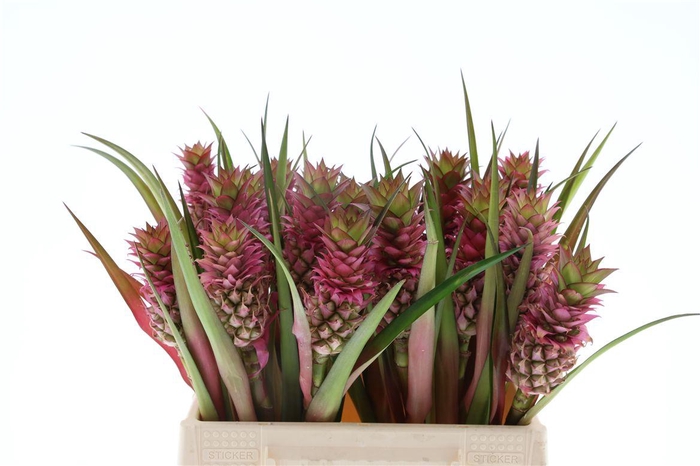 <h4>Ananas Potyra</h4>