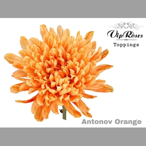 CHR G ANTONOV ORANGE