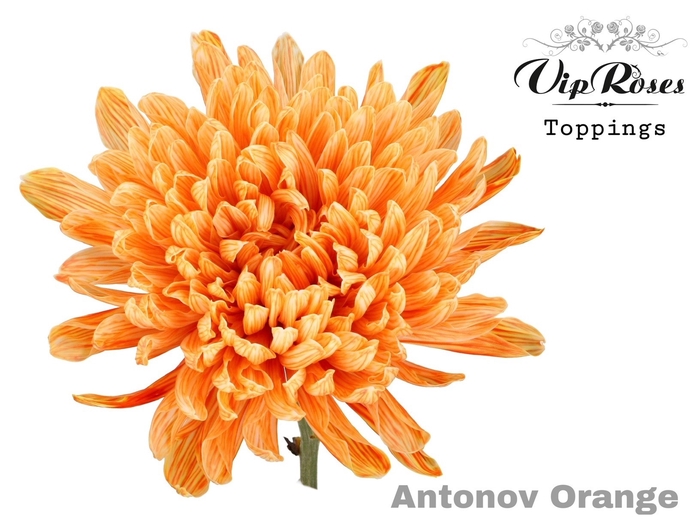 CHR G ANTONOV ORANGE